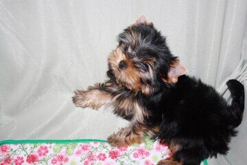 3342a659-bc7b-41e1-9d68-3eb2a5690f5b